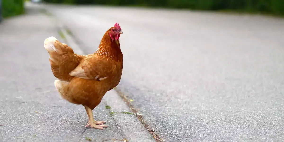 chickens georgia