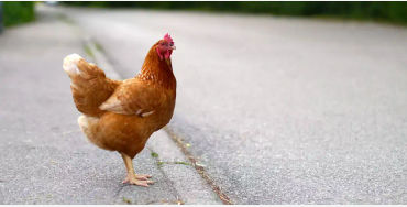 chickens georgia