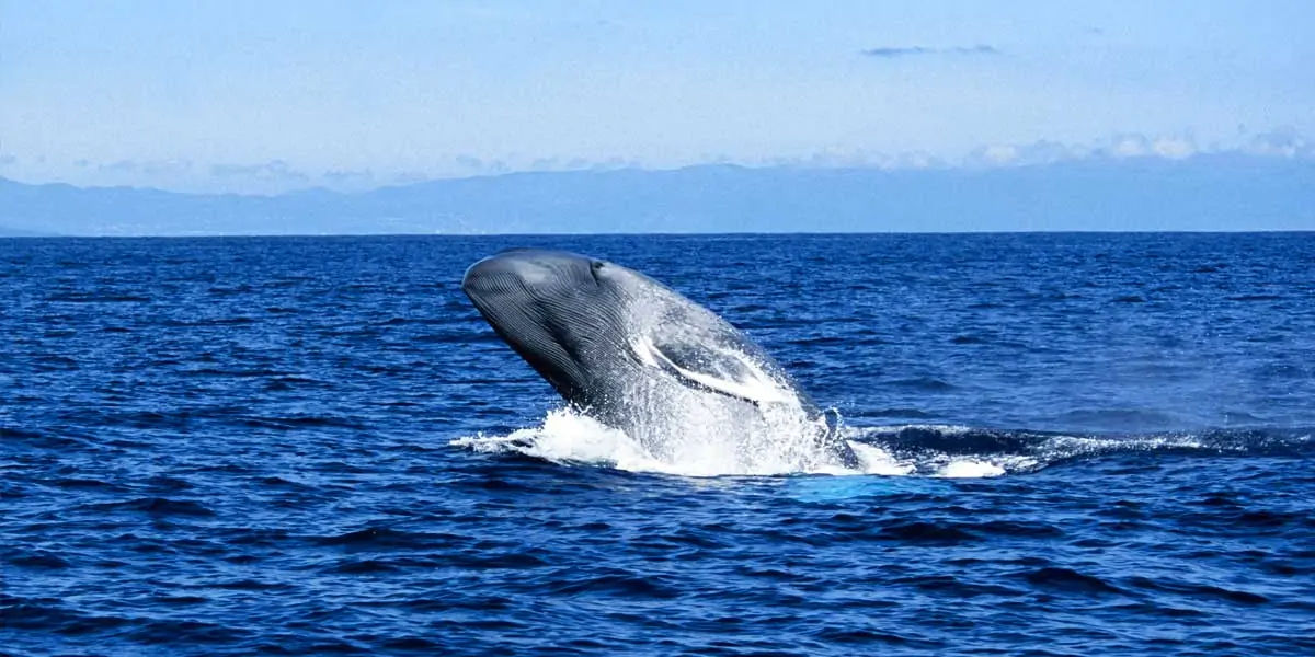  sperm whales