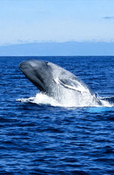  sperm whales