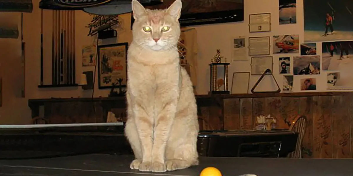 cat, stubbs, mayor, alaska, talkeetna, legislative, elections, tourist