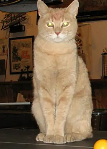 cat, stubbs, mayor, alaska, talkeetna, legislative, elections, tourist