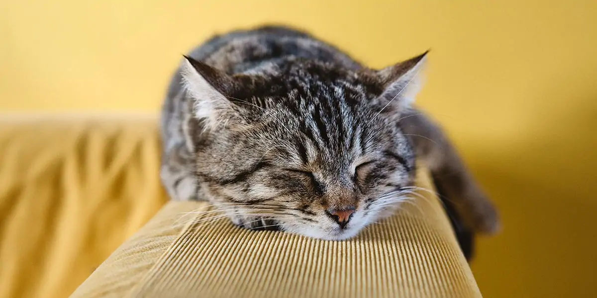 cats sleeping