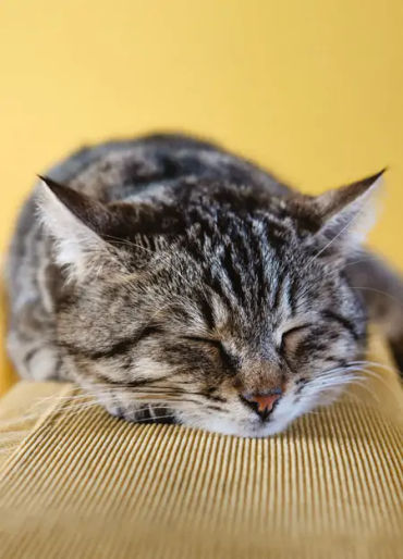 cats sleeping
