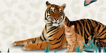 cat tiger