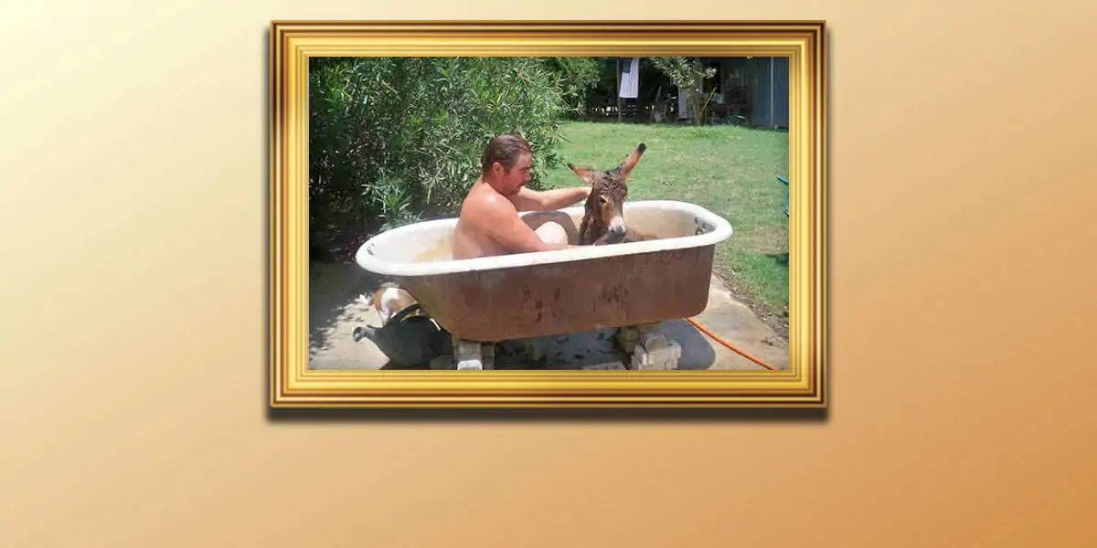 arizona, public, menance, merchant, bathtub, donkey, valley