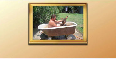 arizona, public, menance, merchant, bathtub, donkey, valley