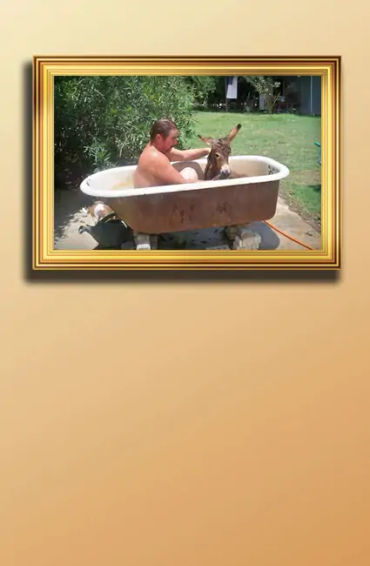 arizona, public, menance, merchant, bathtub, donkey, valley