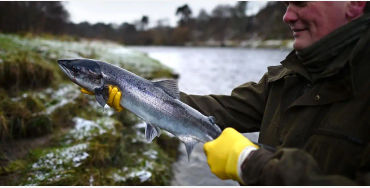 salmon
