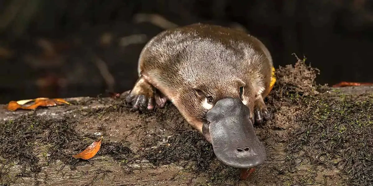 Land mammal