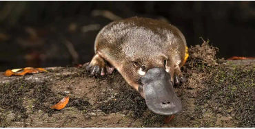 Land mammal