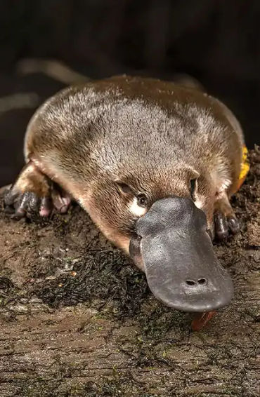 Land mammal