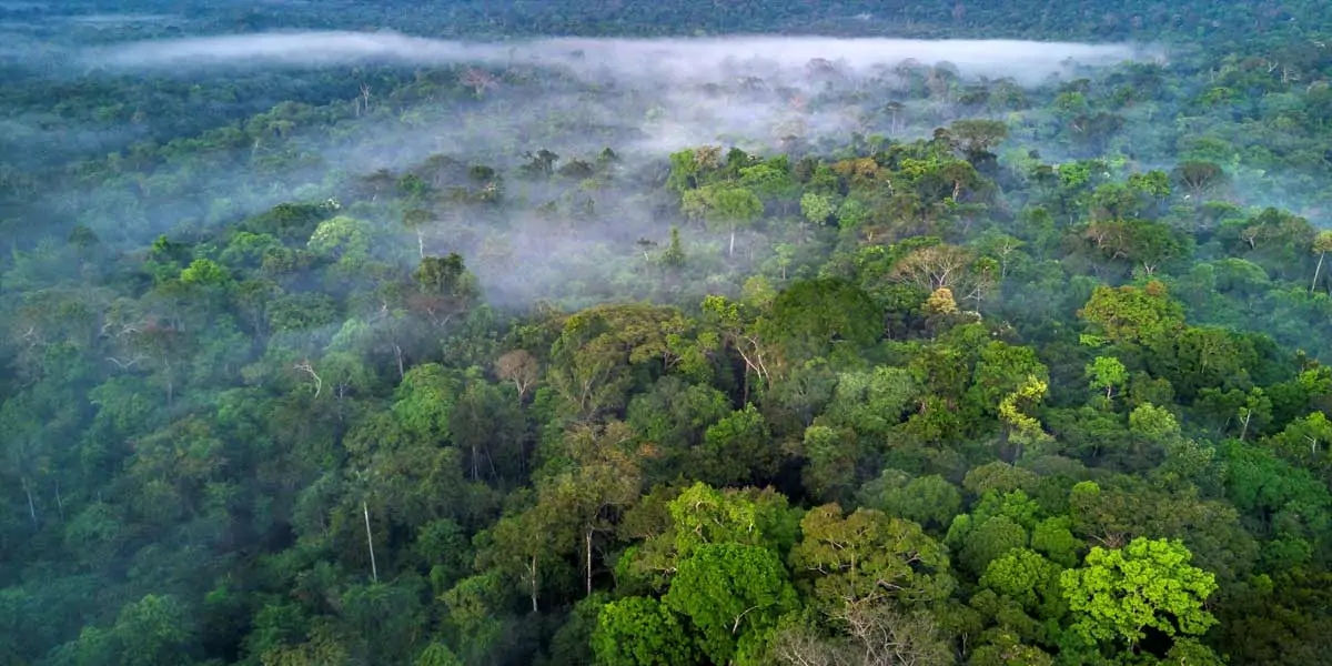 tropical rainforest