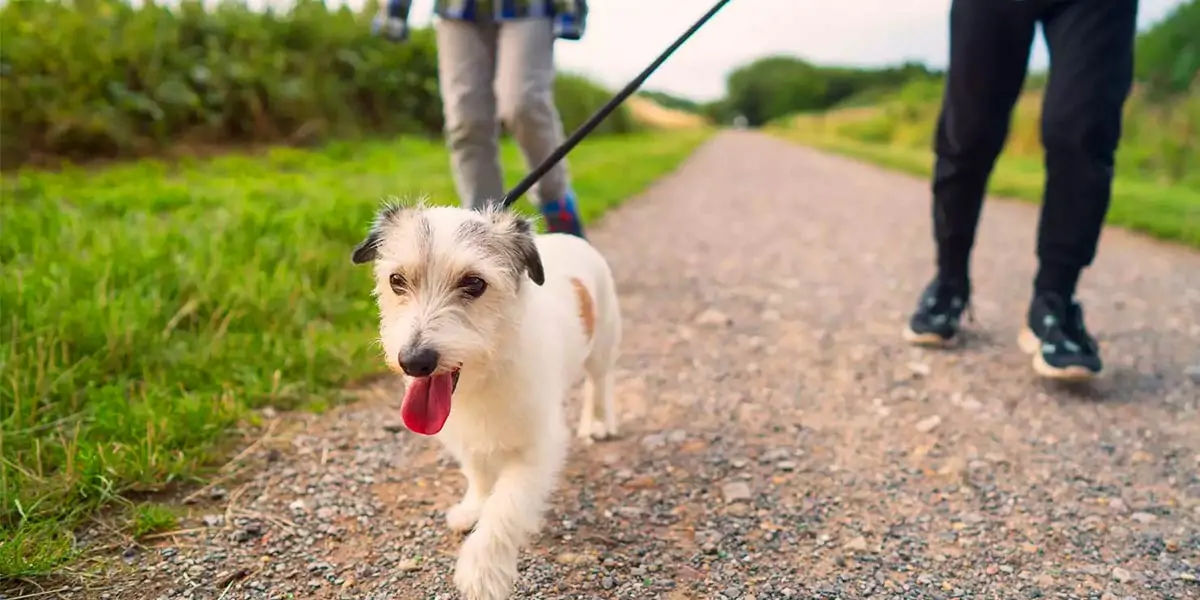 dog, walk, law, weird, turin, police, walking, council, animal 