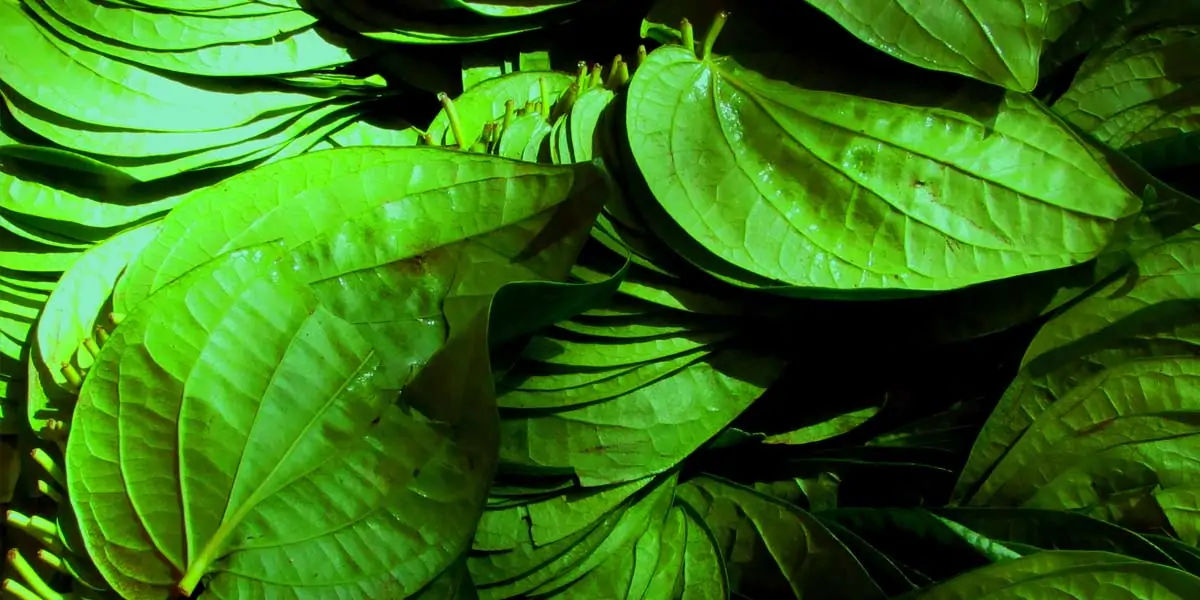 betel, leaves, minutes, mayanmar, nuts, spices, tobacco, red stain