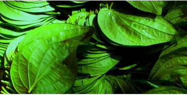 betel, leaves, minutes, mayanmar, nuts, spices, tobacco, red stain