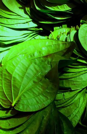 betel, leaves, minutes, mayanmar, nuts, spices, tobacco, red stain