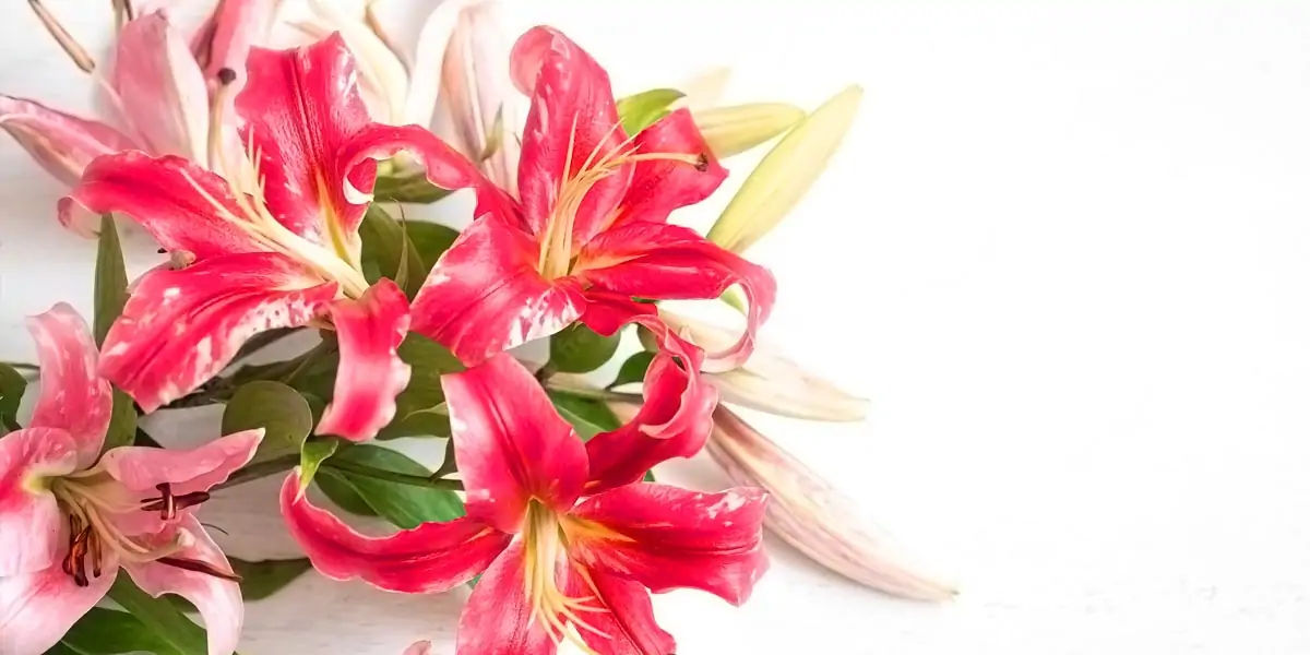 perfumer, fresh, lillies, david holtz, scent, fragrence, soap, flowers, eugenol, baloney