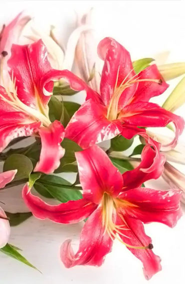 perfumer, fresh, lillies, david holtz, scent, fragrence, soap, flowers, eugenol, baloney