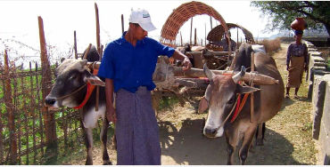The longyi