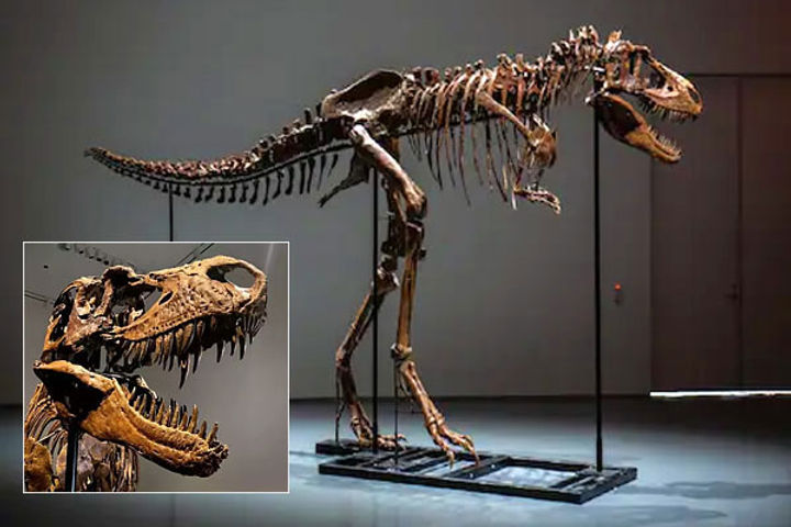 dinosaurs 22 feet long skeleton sold at auction for rs 47 crore