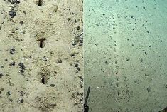 mysterious holes found in the sea surprised scientists sought help from the world people suspected a