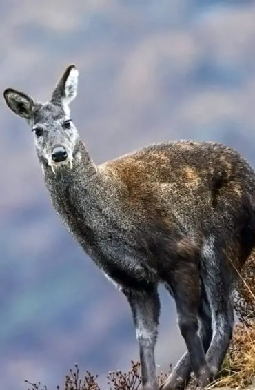 perfumer, fresh, lillies, david holtz, scent, fragrance, soap, flowers, eugenol, baloney, musk, musk