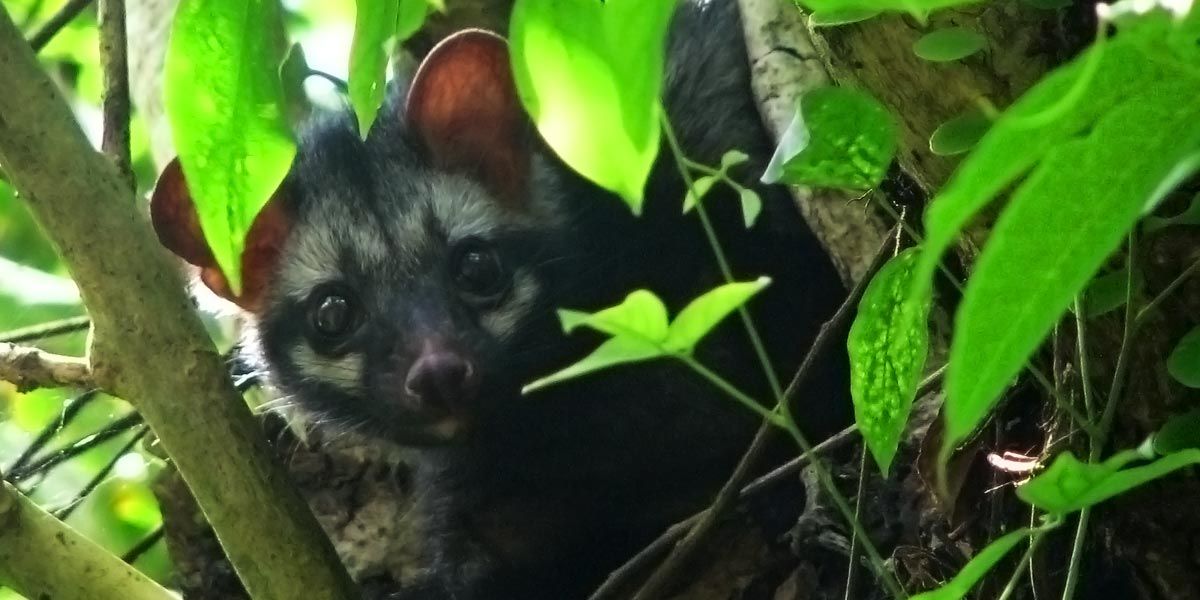 Did You Know Facts : A liquid from the anal glands of civets is a popular  perfume ingredient | Shortpedia