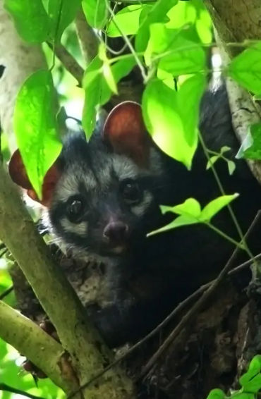 perfumer, fresh, lillies, david holtz, scent, fragrance, soap, flowers, eugenol, baloney, musk, musk