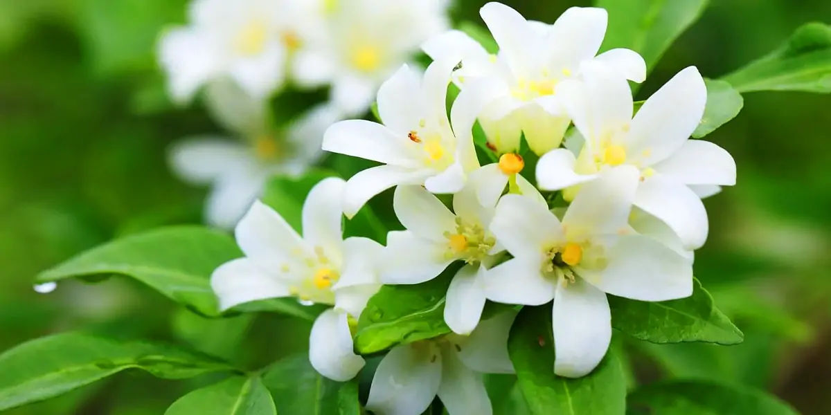 perfumer, fresh, lillies, david holtz, scent, fragrance, soap, flowers, eugenol, baloney, musk, musk