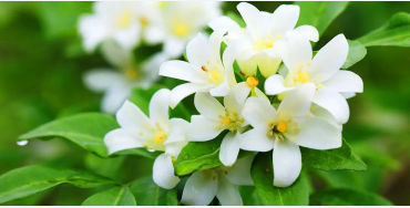 perfumer, fresh, lillies, david holtz, scent, fragrance, soap, flowers, eugenol, baloney, musk, musk