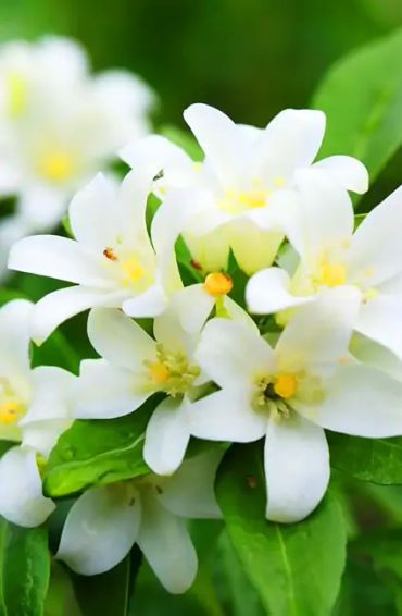 perfumer, fresh, lillies, david holtz, scent, fragrance, soap, flowers, eugenol, baloney, musk, musk