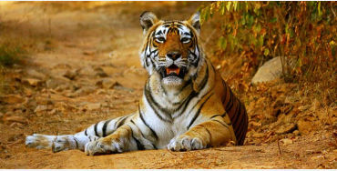 The Wild Life, Indian Parliament, August, hunting, exploring, protection, wild animals, brides, plan