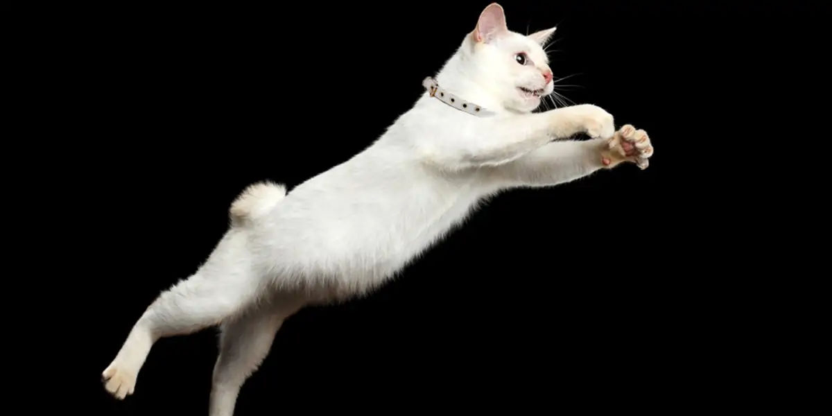cat, stubbs, mayor, alaska, talkeetna, legislative, elections, tourist