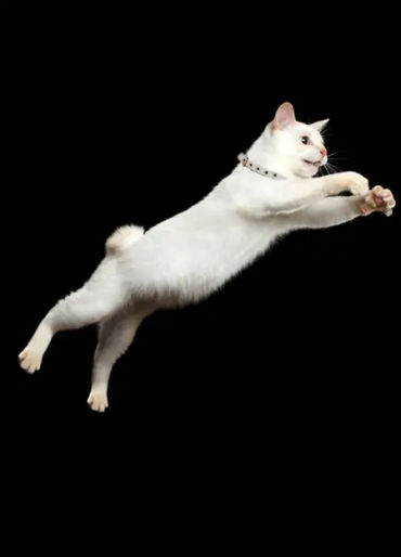 cat, stubbs, mayor, alaska, talkeetna, legislative, elections, tourist