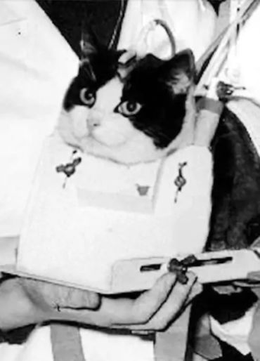 cat, stubbs, mayor, alaska, talkeetna, legislative, elections, tourist