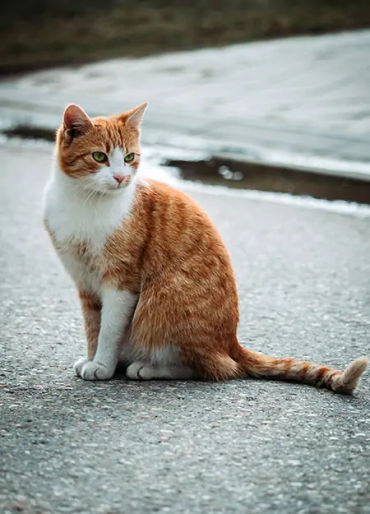 cat, stubbs, mayor, alaska, talkeetna, legislative, elections, tourist