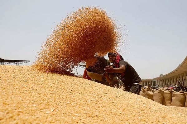 Government may cut wheat import duty