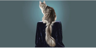 cat, stubbs, mayor, alaska, talkeetna, legislative, elections, tourist