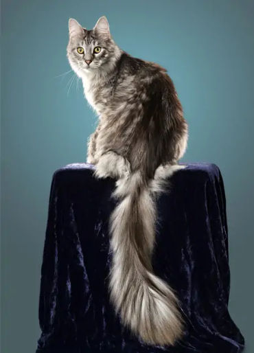 cat, stubbs, mayor, alaska, talkeetna, legislative, elections, tourist