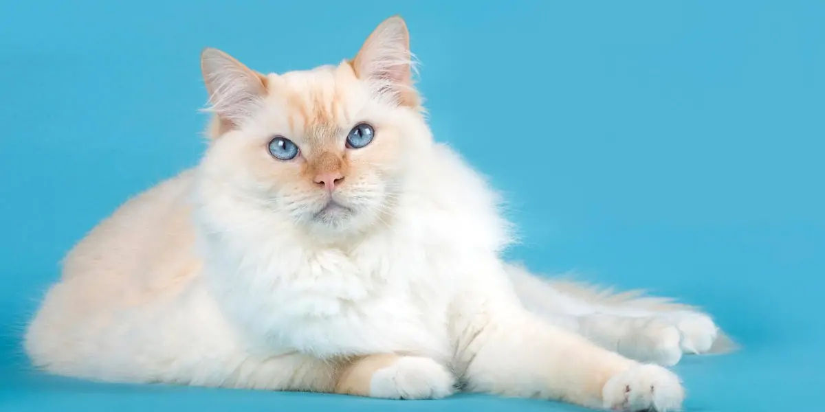 cat, stubbs, mayor, alaska, talkeetna, legislative, elections, tourist