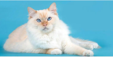 cat, stubbs, mayor, alaska, talkeetna, legislative, elections, tourist