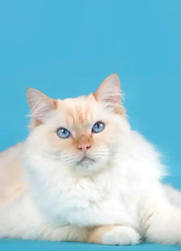 cat, stubbs, mayor, alaska, talkeetna, legislative, elections, tourist