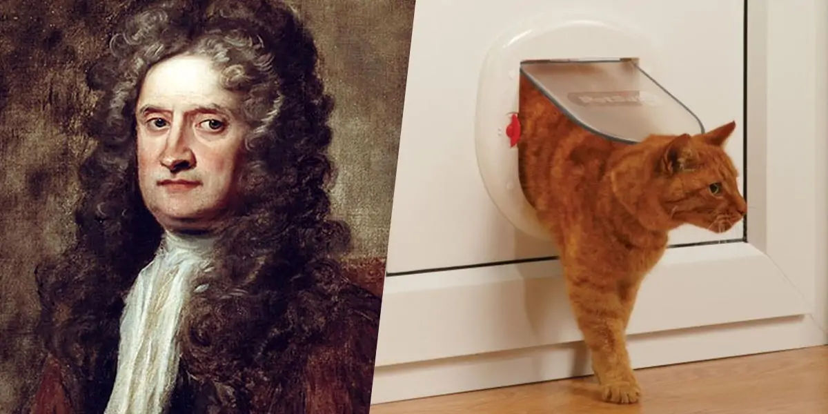 Cat flap newton online