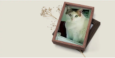 cat, stubbs, mayor, alaska, talkeetna, legislative, elections, tourist