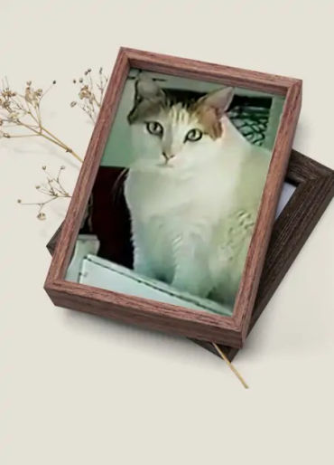 cat, stubbs, mayor, alaska, talkeetna, legislative, elections, tourist