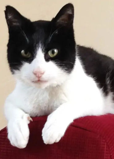 cat, stubbs, mayor, alaska, talkeetna, legislative, elections, tourist