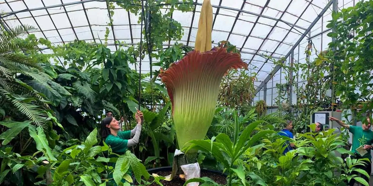 corpse flower, Amorphophallus titanium, smelliest flower, rotten flesh
