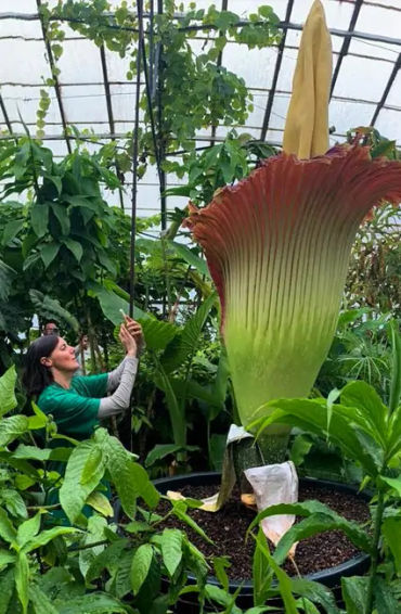 corpse flower, Amorphophallus titanium, smelliest flower, rotten flesh