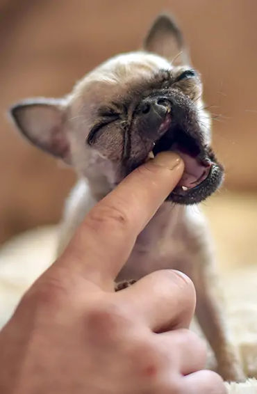 female chihuahua, Milly, Vanesa Semler, Dorado, Puerto Rico.